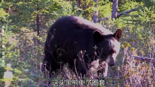 年近一百，也能猎熊狩猎请勿模仿猎天团
