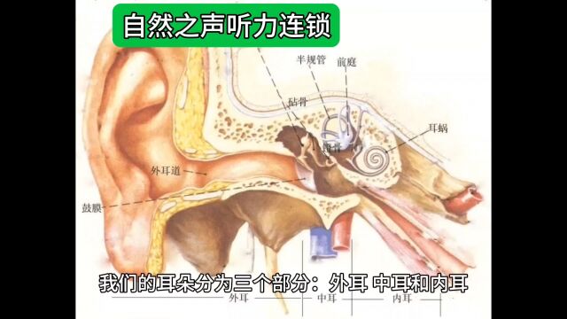 我们的耳朵分为三个部分:外耳、中耳和内耳.