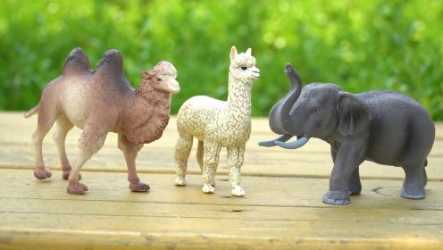 第25集 认识动物：大象、骆驼、羊驼、儿童科普认知
