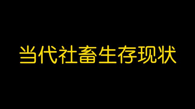 当代 社 畜生存 现状