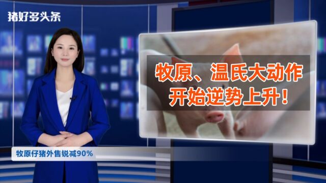 温氏母猪达157万头,牧原仔猪销量大减90%!巨头开始押注明年?