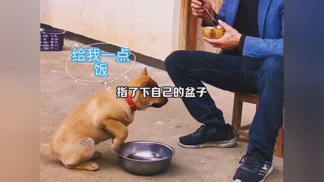 素材来源 #狗子 #最可爱的狗子