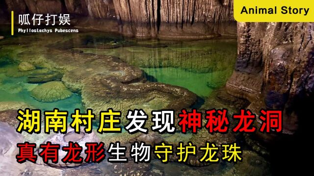 湖南村庄发现龙洞,有龙形生物守护龙珠,专家上山却被村民阻拦