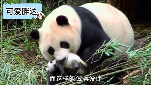 大熊猫“淘淘”回家之路（1）