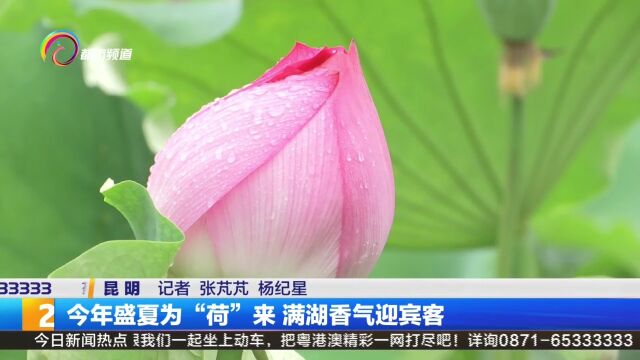 今年盛夏为“荷”来 满湖香色迎宾客