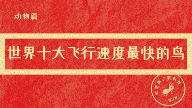 世界上飞行速度最快的十种鸟类,您敢想象吗?速度瞬间秒杀高铁!