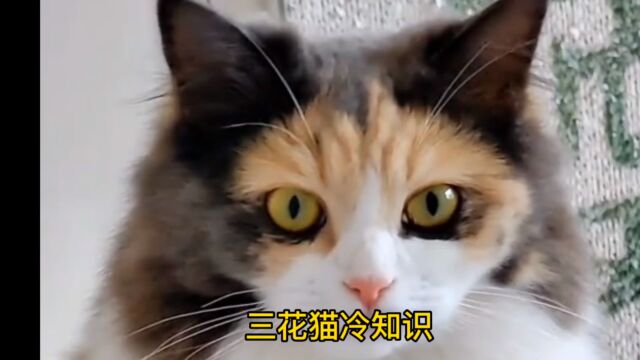 三花猫冷知识 你知道几个?