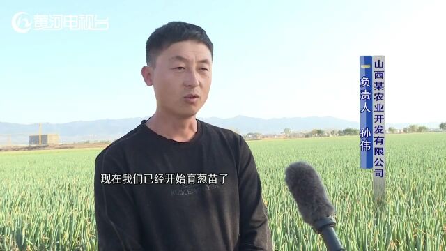 长治 大葱丰收 田间“葱”忙