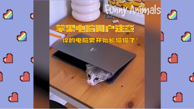 急,在线等,为什么我买的Mac还没有开始长可爱的猫猫!