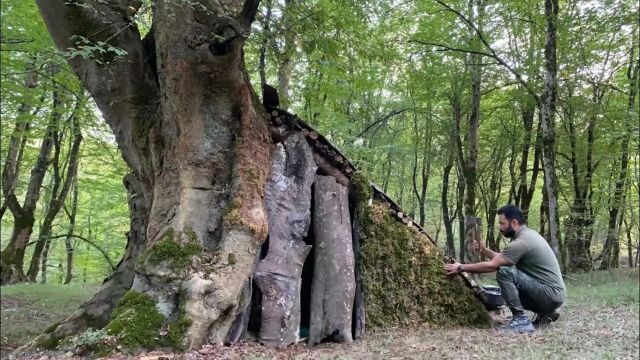 野外求生,小伙独自流浪荒野,找棵千年老树搭建自己的栖身之所