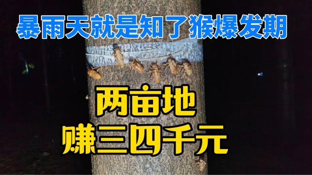 雨天摸蝉又遇到爆发期!两亩地能卖三四千块,比干暑假工强多了!