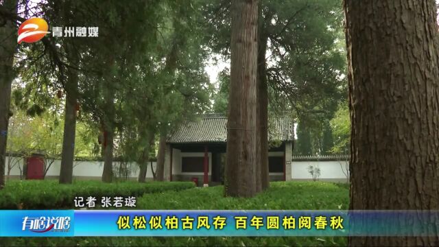 山东青州:似松似柏古风存 百年圆柏阅春秋