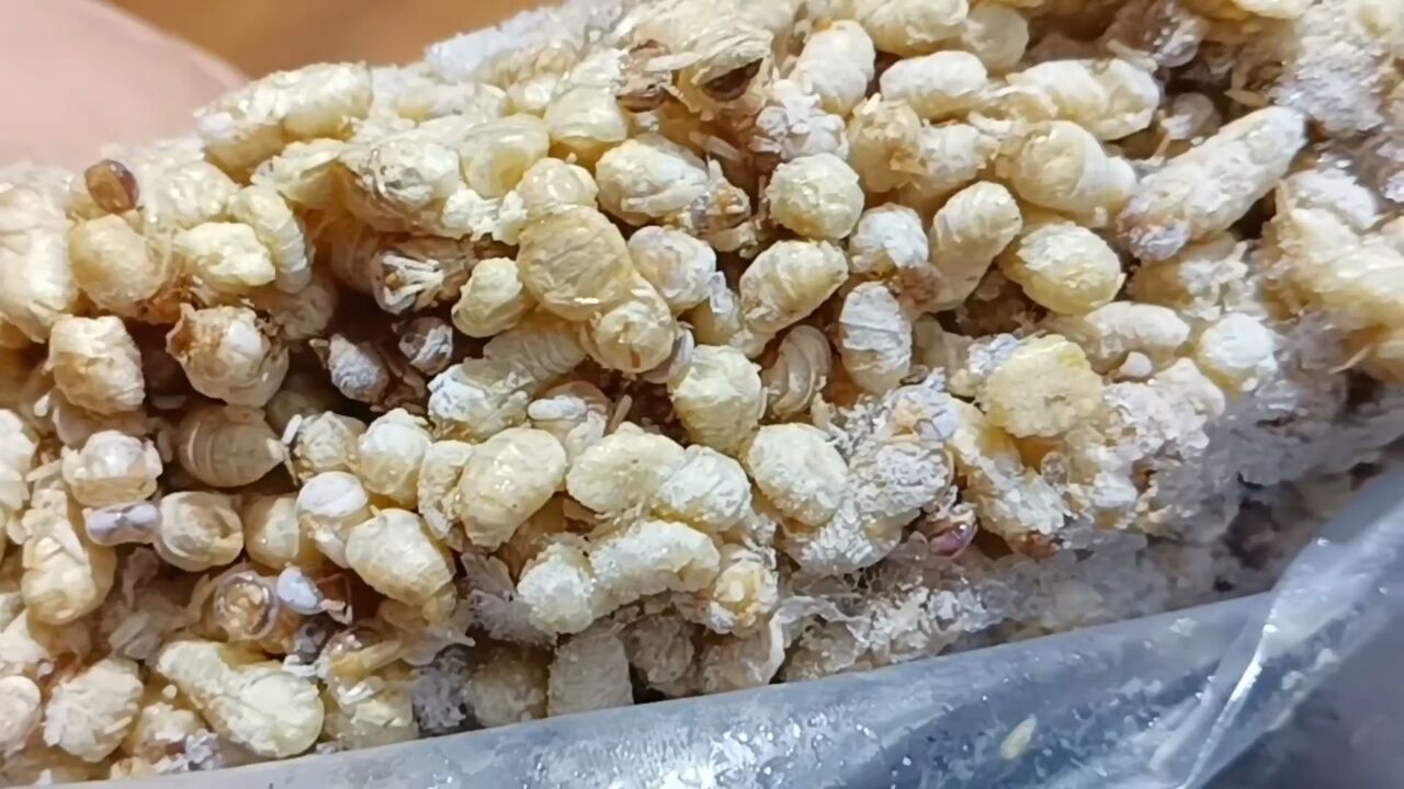 吃雄蜂蛹有什么好处雄蜂蛹的功效与作用雄蜂蛹怎么吃最好新鲜雄蜂蛹