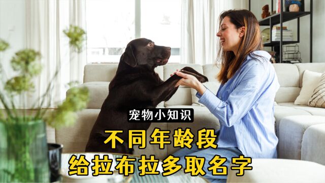 不同年龄的铲屎官,会怎样给拉布拉多起名字?