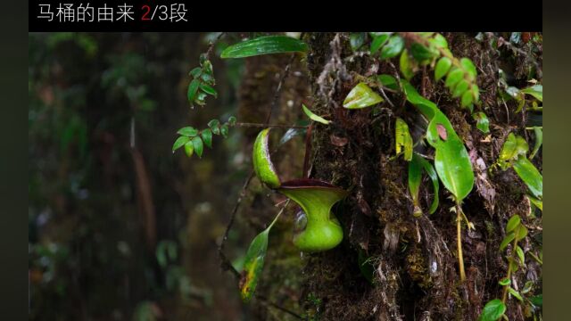 猪笼草是自然界纯天然马桶,和雨水上演自然界仙人跳