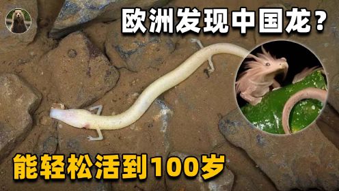 欧洲山洞出现中国龙？平均12年半交配一次，却能轻松活过100岁？