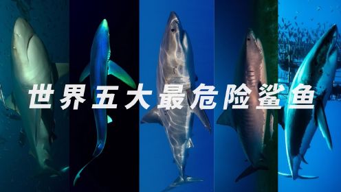 《巨齿鲨2：深渊》现今世界上五大最危险的鲨鱼，大白鲨只能排第二