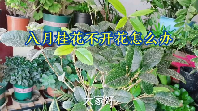 八月桂花不开花怎么办