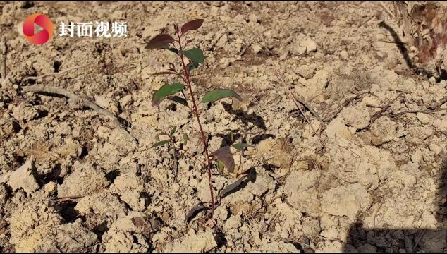 四川内江规划建设国家储备林84万亩 让“绿色红利”惠及更多老百姓