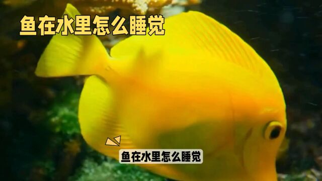 鱼怎么在水里睡觉?揭秘鱼类的睡眠方式