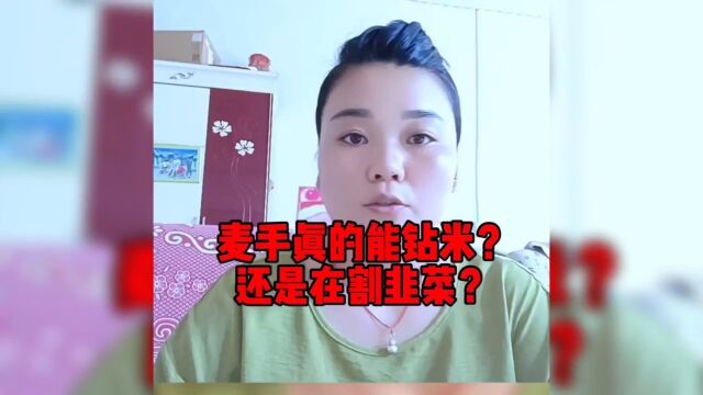 麦手真的能钻米?还是在割韭菜?