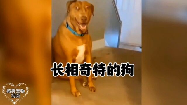 盘点长相奇特的狗