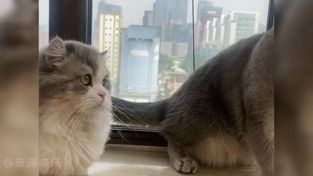 猫咪打架名场面,看看哪只最厉害?猫咪打架日常这猫一看就是练家子喵喵拳