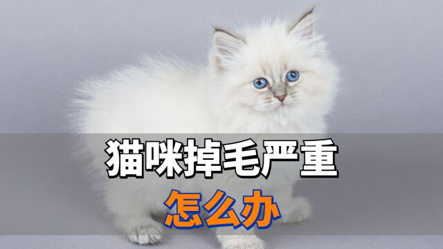 猫咪掉毛严重怎么办?