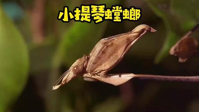 螳螂中的艺术家,小提琴螳螂#动物科普 #神奇动物在这里