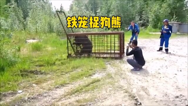 大狗熊经常进村偷吃东西,村民设计将其捉住人与动物和谐共处真实户外神奇动物在