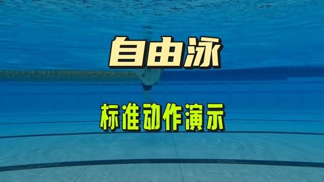 自由泳最详细解说演示,让你最短时间学会#游泳 #自由泳 #游泳技巧 #自由泳教学 #学游泳