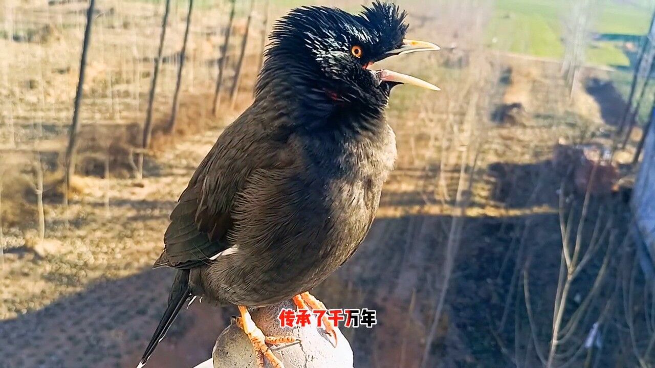 小鸟成精了八哥鸟会说话的鸟小八哥会唱歌了《最亲的人》原声配