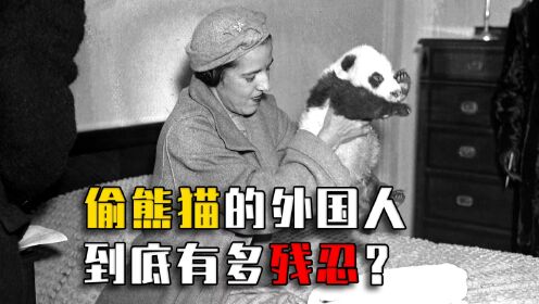 女子从我国偷走2只大熊猫，被美国称“熊猫夫人”，如何做到？