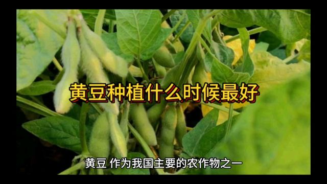 黄豆种植什么时候最好