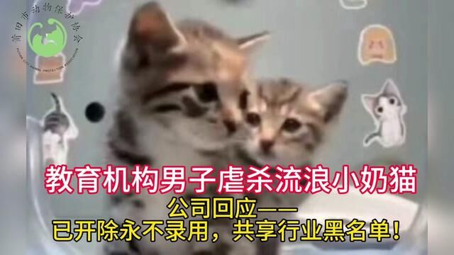 教育机构男子虐杀流浪小奶猫,公司回应:已开除永不录用,共享行业黑名单! #每个生命都应该被尊重#如果不爱请别伤害