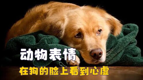 这些动物都成精了吧,在狗脸上看到心虚,猫咪想刀人的眼神藏不住_高清1080P在线观看平台_腾讯视频