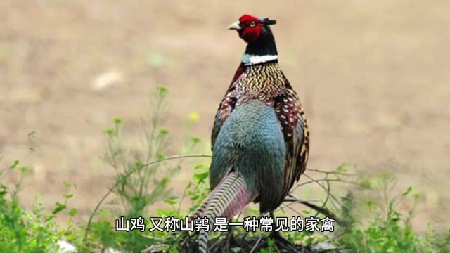 山鸡的饲养与食谱