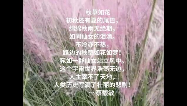 蔡馥敏原创诗歌与摄影《秋草如花》