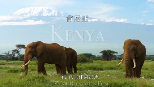 肯尼亚马赛马拉国家公园 | 4K 风景休闲影片