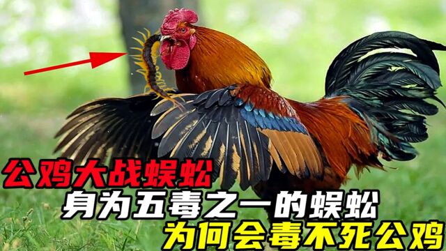 五毒之一的蜈蚣,为什么害怕公鸡?看完明白