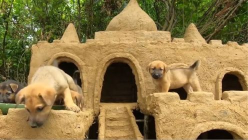 第217期：越南一男子在野外捡到一群狗，带回家后亲手搭建狗屋，没想到狗子长大就变了！