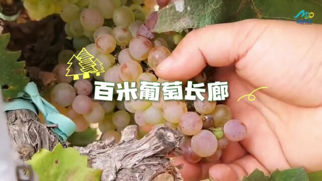 一条视频带你走遍张裕卡斯特酒庄#魅力胶东180集