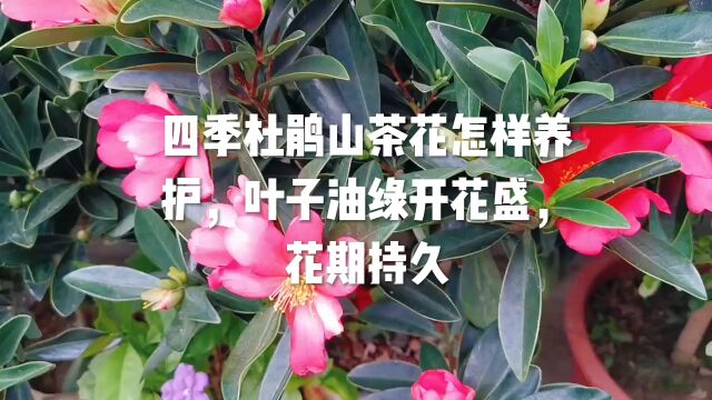 四季杜鹃山茶花怎样养护,叶子油绿开花盛,花期持久