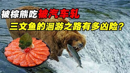 三文鱼的洄游之路有多凶险？被棕熊吃被汽车轧，活下来的都是强者