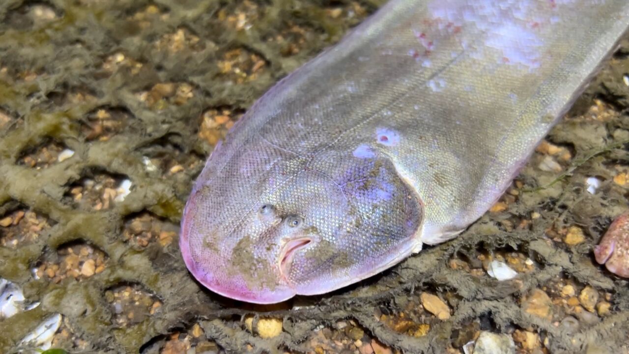 小斗赶海抓到鞋垫子鱼,掀开网好多龙尾鱼,发财了