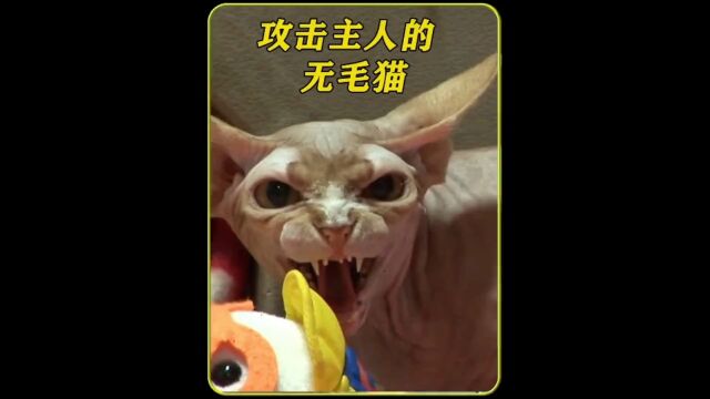 无毛猫每天都攻击自己的主人,背后原因让人泪目#神奇动物在抖音 #动物世界 #善待动物关爱生命 #母爱无私.