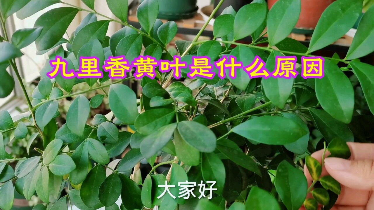 九里香黄叶是什么原因