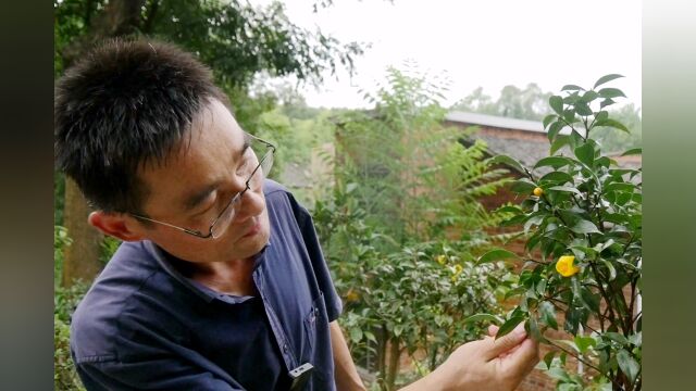 花匠③|张凯:探寻康养文旅“赏茶”之路