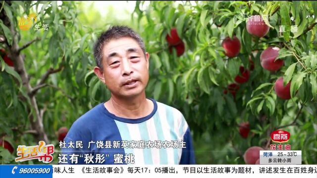 广饶:“网红村”甜桃迎来丰收,一个个甜挑挂满枝头,日销千余斤