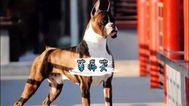 都说拳师犬像个明星,你们说他像谁 #